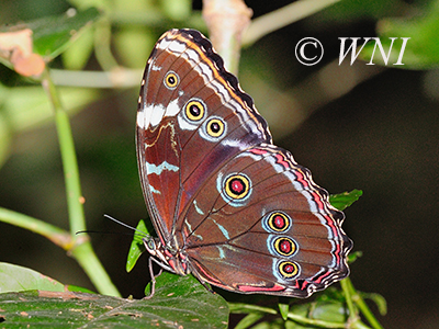 Common Morpho (Morpho helenor)